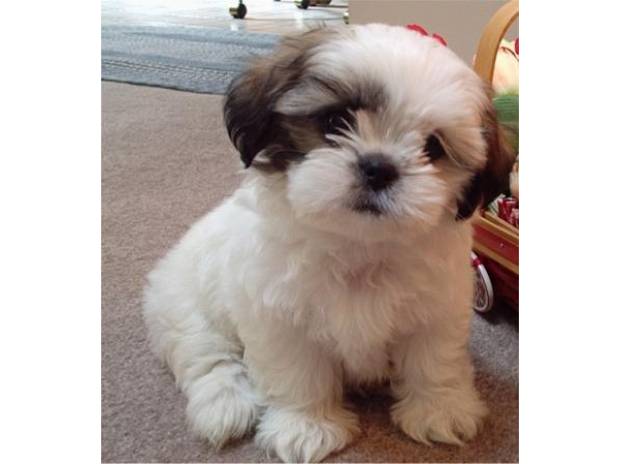 tiny shih tzu pets for sale manchester city centre m1 dogs cats for sale vivastreet tiny shih tzu pets for sale manchester city centre m1 dogs cats for sale vivastreet