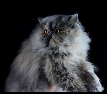 Chats Persans A Vendre France Vente Achat Chats Persans France Chats Persans A Vendre France Vente Achat Chats Persans France
