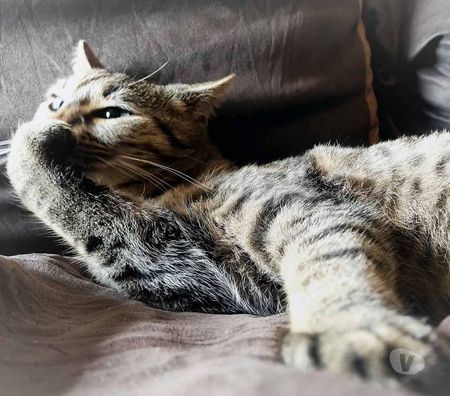 Romarin Beau Chat Tigre A Adopter Via L Association Uma Achat Vente Animaux Bourges Avec Vivastreet