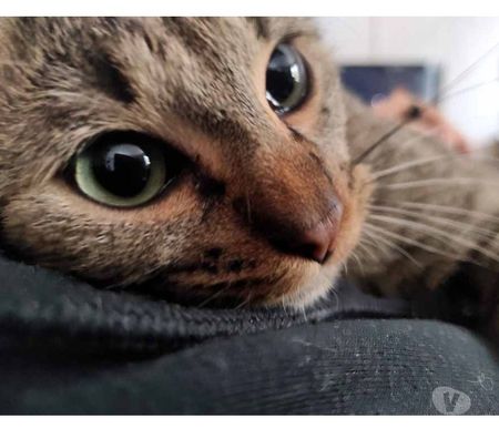 Romarin Beau Chat Tigre A Adopter Via L Association Uma Achat Vente Animaux Bourges Avec Vivastreet