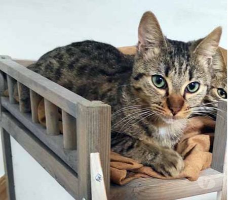 Romarin Beau Chat Tigre A Adopter Via L Association Uma Achat Vente Animaux Bourges Avec Vivastreet