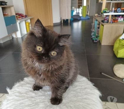 Vente animaux Heimersdorf Haut-Rhin - Photos Vivastreet Vente d un chaton