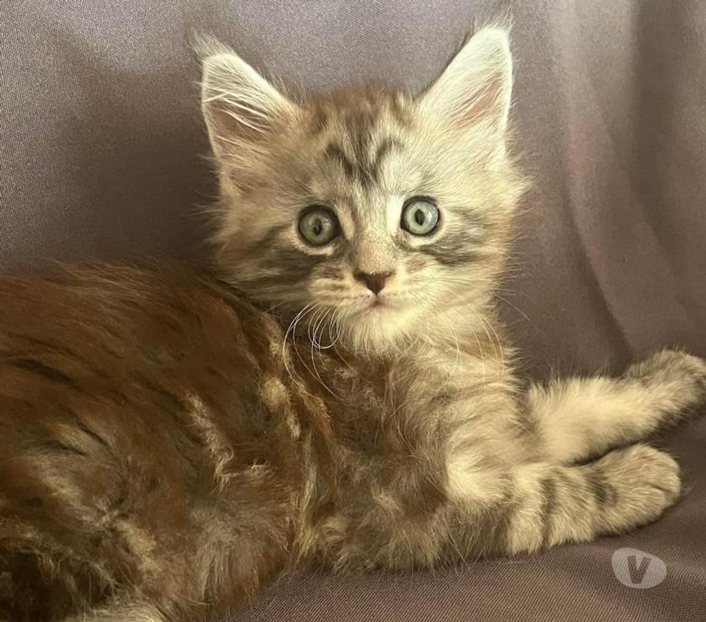 Adorable Chaton Maine coon mâle black silver blotched tabby Achat & vente animaux Mangonville