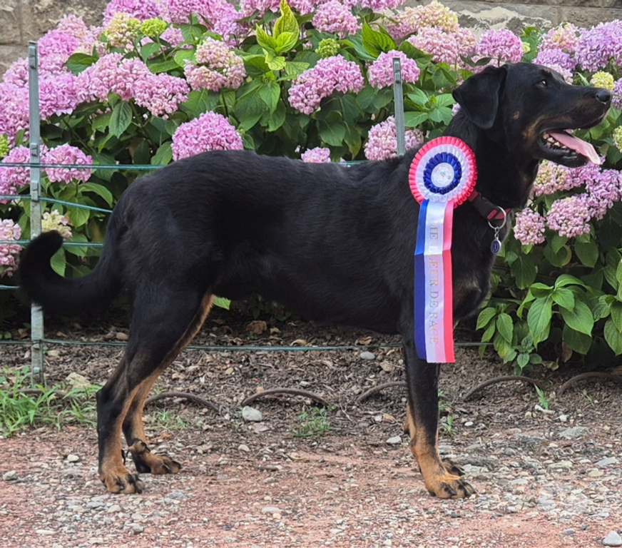 Services, accessoires animaux Rhône Ecully - 69130 - Photos Vivastreet ETALON BEAUCERON COTATION 4 disponible pour saillie, Dys AA