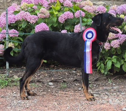 Services, accessoires animaux Ecully Rhône - Photos Vivastreet ETALON BEAUCERON COTATION 4 disponible pour saillie, Dys AA