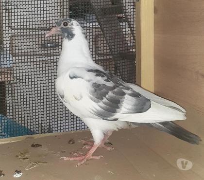 Pigeons Voyageurs A Vendre