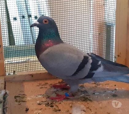 Pigeons Voyageurs A Vendre