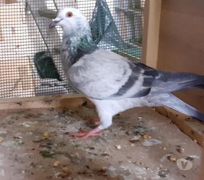 Pigeon Vivant Vendre