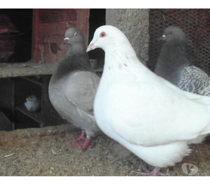 Pigeon Vivant Vendre