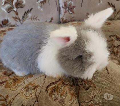 Lapin Angora Anglais A Vendre