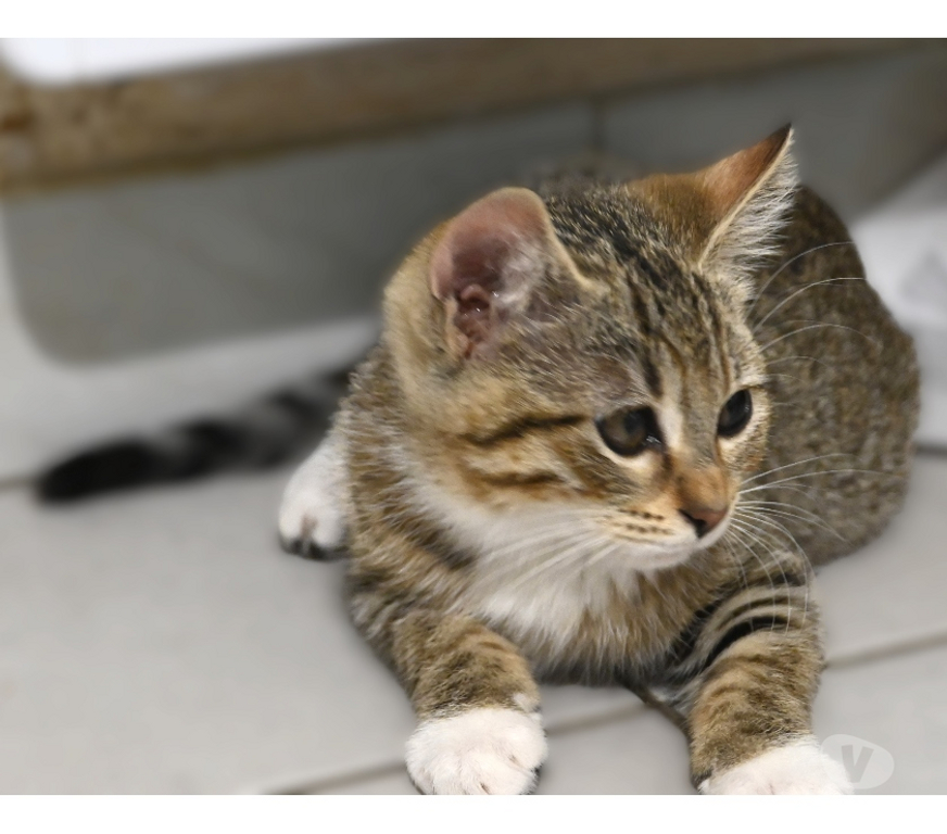 Don animaux Val-d'Oise Eaubonne - 95600 - Photos Vivastreet Gaia Genre siamoise yeux bleus et ses bb le 23 07 2025