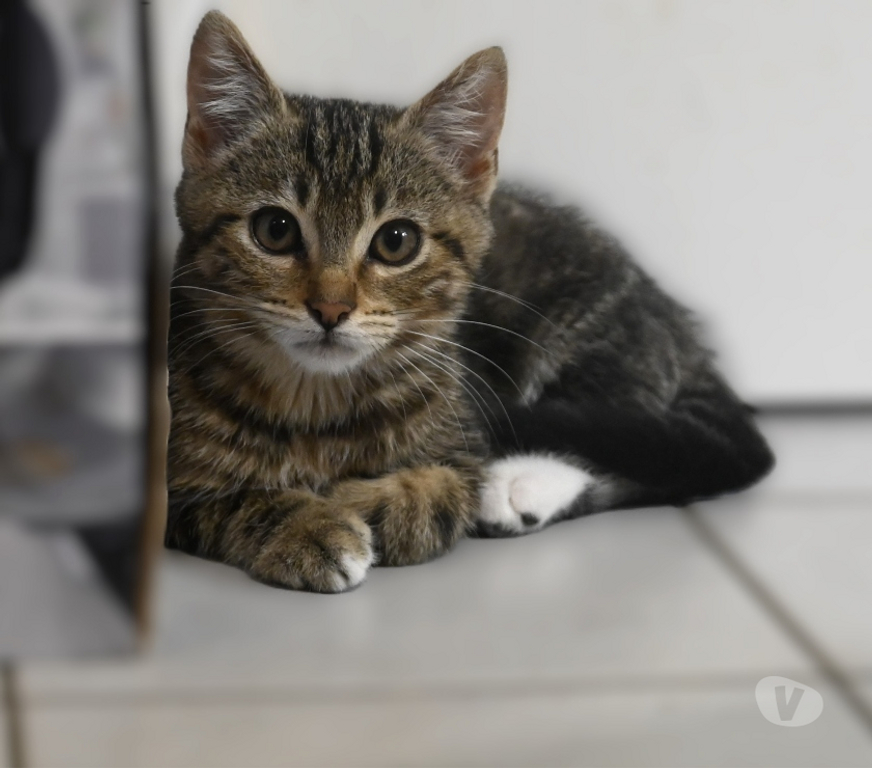 Don animaux Val-d'Oise Eaubonne - 95600 - Photos Vivastreet Gaia Genre siamoise yeux bleus et ses bb le 23 07 2025