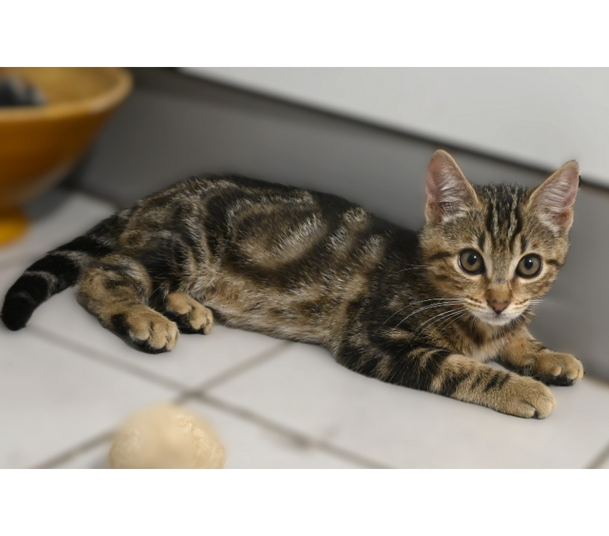 Don animaux Val-d'Oise Eaubonne - 95600 - Photos Vivastreet Gaia Genre siamoise yeux bleus et ses bb le 23 07 2025