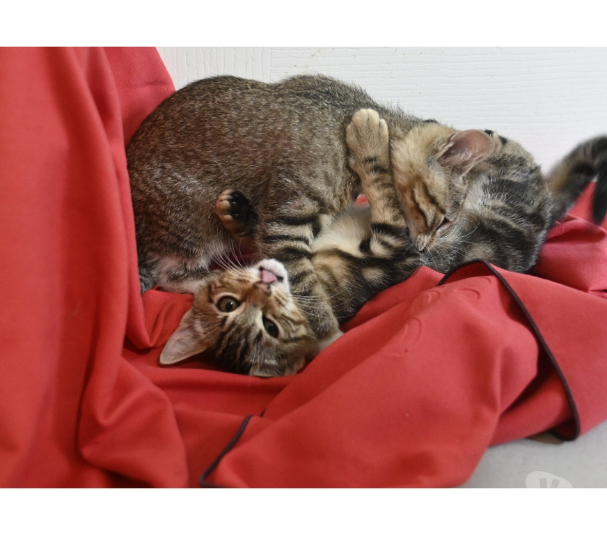 Don animaux Val-d'Oise Eaubonne - 95600 - Photos Vivastreet Gaia Genre siamoise yeux bleus et ses bb le 23 07 2025