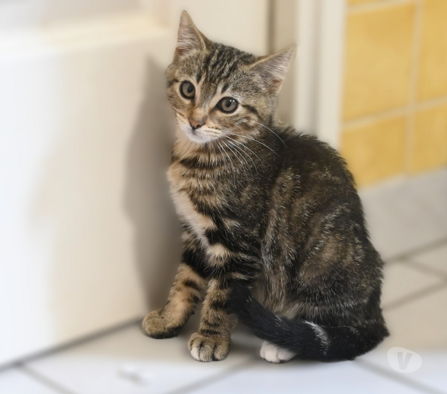 Don animaux Val-d'Oise Eaubonne - 95600 - Photos Vivastreet Gaia Genre siamoise yeux bleus et ses bb le 23 07 2025