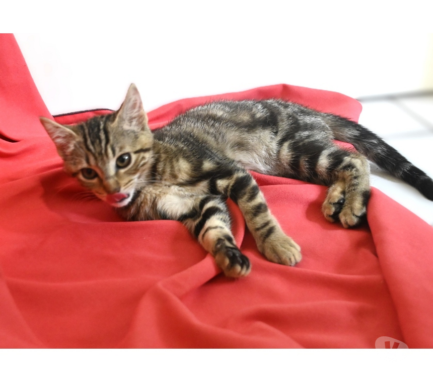 Don animaux Val-d'Oise Eaubonne - 95600 - Photos Vivastreet Gaia Genre siamoise yeux bleus et ses bb le 23 07 2025