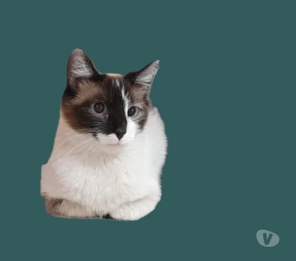 Adoption animaux Eaubonne Val-d'Oise - Photos Vivastreet Gaia Genre siamoise yeux bleus mis en ligne le 23 07 2025