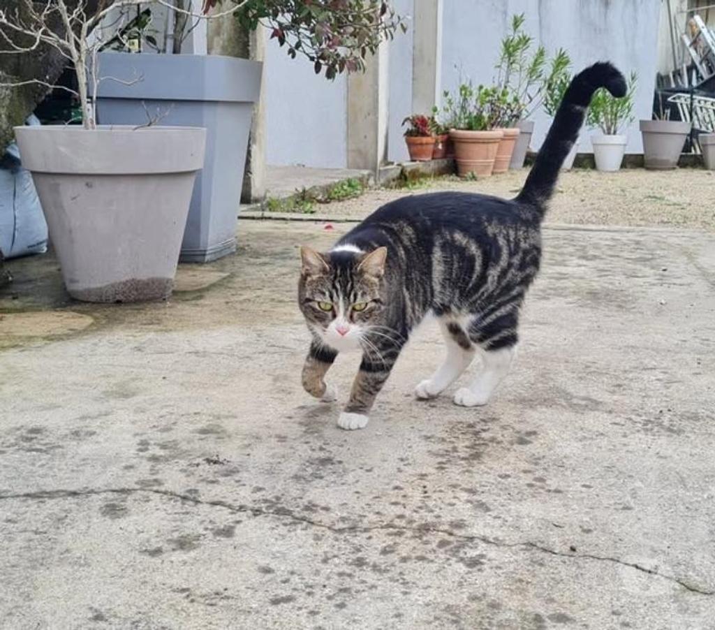 Don animaux Drôme Chateauneuf sur Isere - 26300 - Photos Vivastreet Rhéa à l adoption