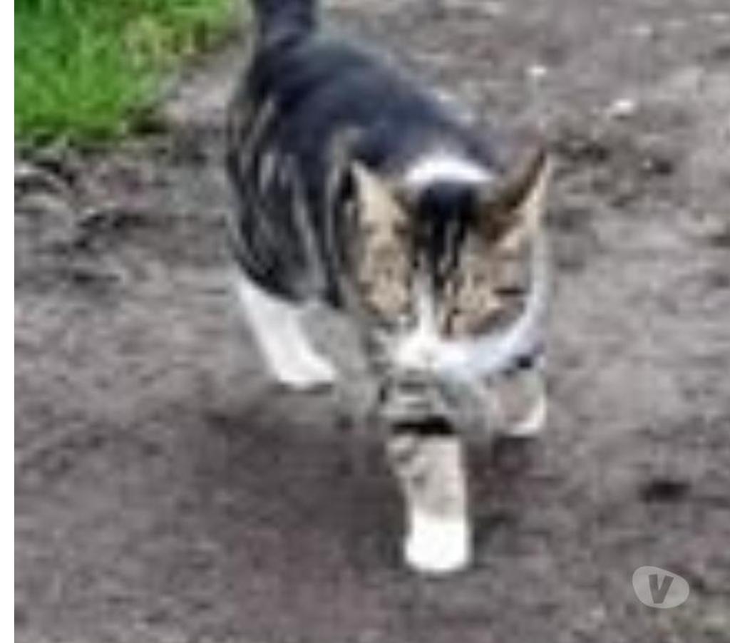 Don animaux Drôme Chateauneuf sur Isere - 26300 - Photos Vivastreet Rhéa à l adoption
