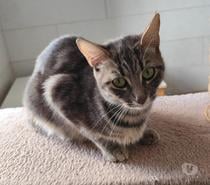 chat PALOME à l’adoption,