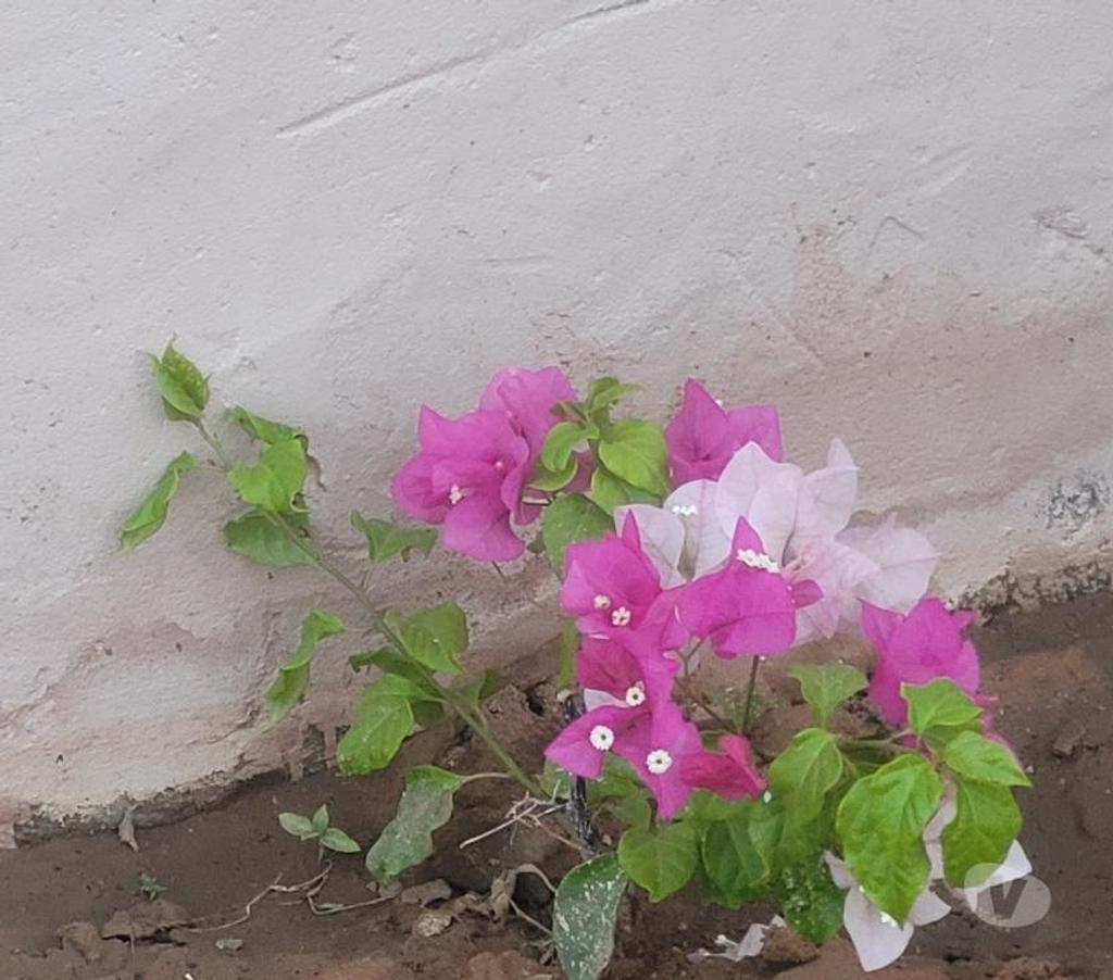 Vente Maison Sénégal - Photos Vivastreet Vends Villa avec piscine Popenguine
