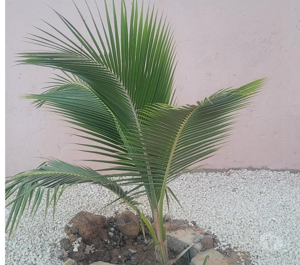 Vente Maison Sénégal - Photos Vivastreet Vends Villa avec piscine Popenguine