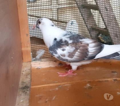 Vente animaux Begles Gironde - Photos Vivastreet PIGEONS BLANCS et MACOTS de SAINT-LOUB