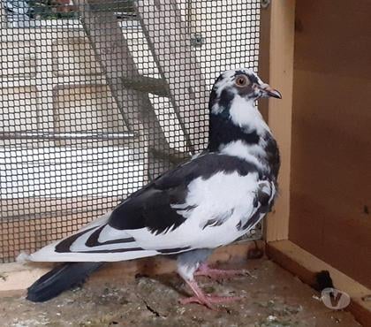 Vente animaux Begles Gironde - Photos Vivastreet PIGEONS BLANCS et MACOTS de SAINT-LOUB