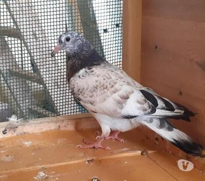 Vente animaux Begles Gironde - Photos Vivastreet Les PIGEONS MOSAÏQUES de SAINT-LOUB