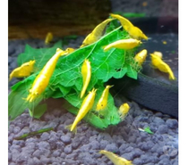 CREVETTE YELLOWS NEON