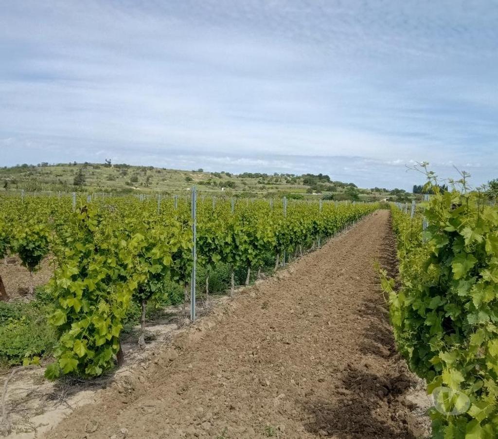 Vente Terres Agricoles Hérault Tourbes - 34120 - Photos Vivastreet vignes a vendre