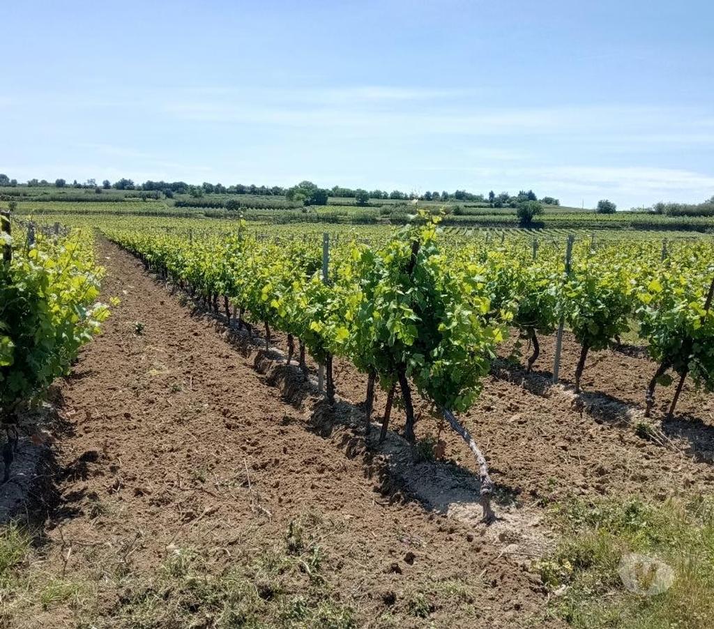 Vente Terres Agricoles Hérault Tourbes - 34120 - Photos Vivastreet vignes a vendre