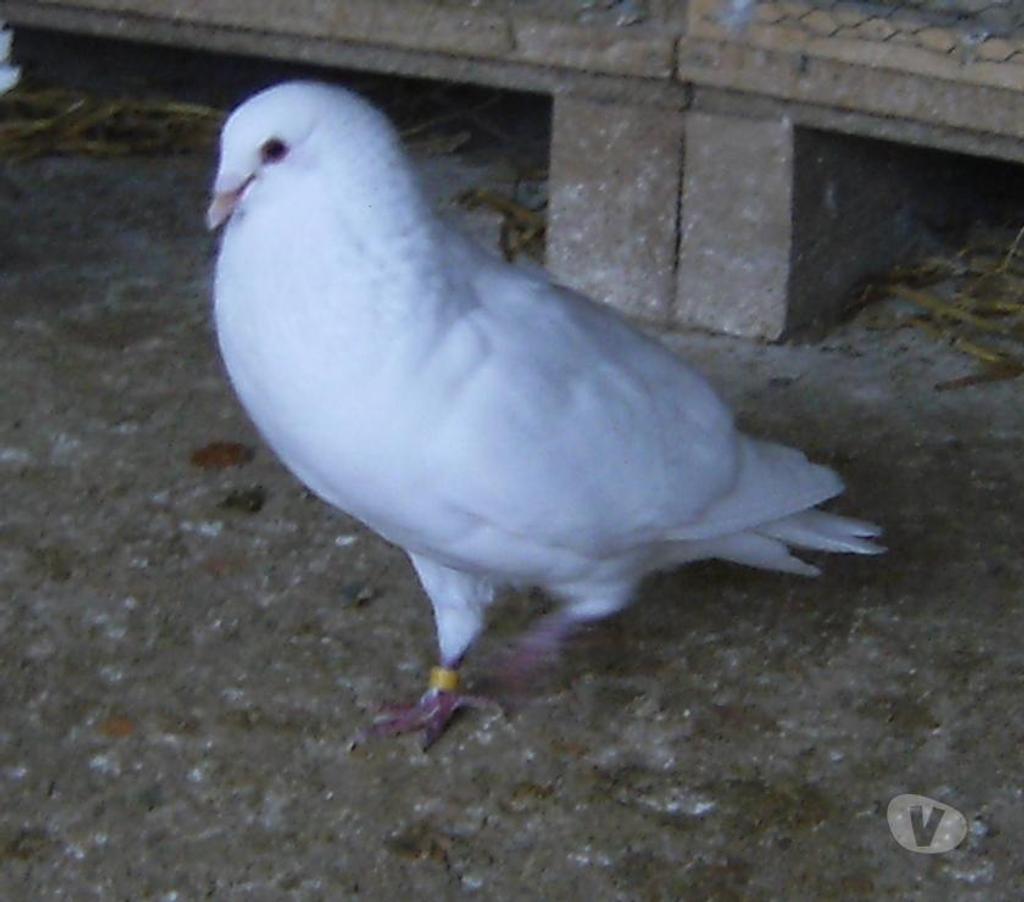 Vente Seine-et-Marne Bagneaux sur Loing - 77167 - Photos Vivastreet Pigeons de chair