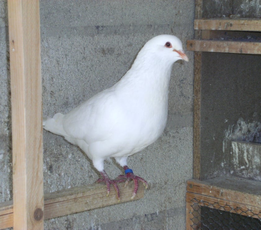 Vente animaux Seine-et-Marne Bagneaux sur Loing - 77167 - Photos Vivastreet Pigeons reproducteurs hubbell blanc