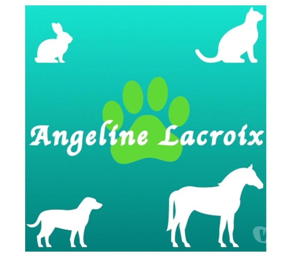 Services, accessoires animaux Corrèze Brive la Gaillarde - 19100 - Photos Vivastreet Vente de produits naturels pour les animaux