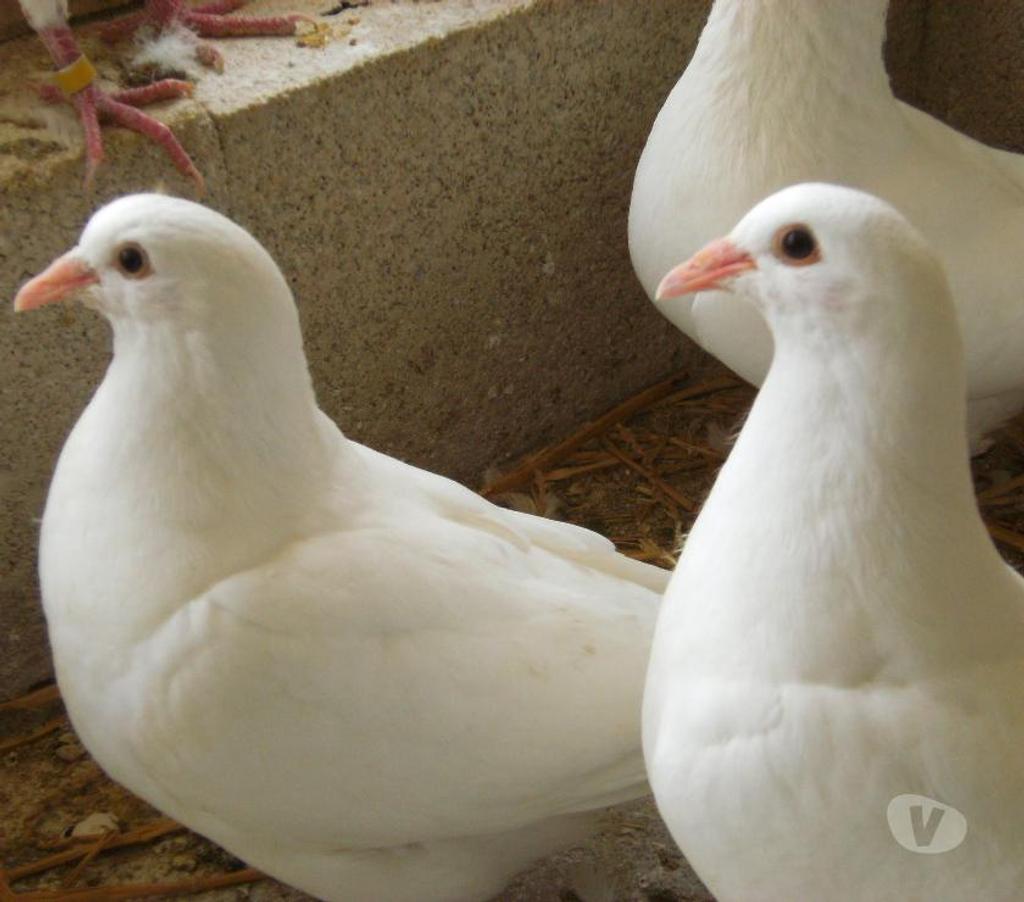 Vente Seine-et-Marne Bagneaux sur Loing - 77167 - Photos Vivastreet Pigeons reproducteurs hubbell blanc