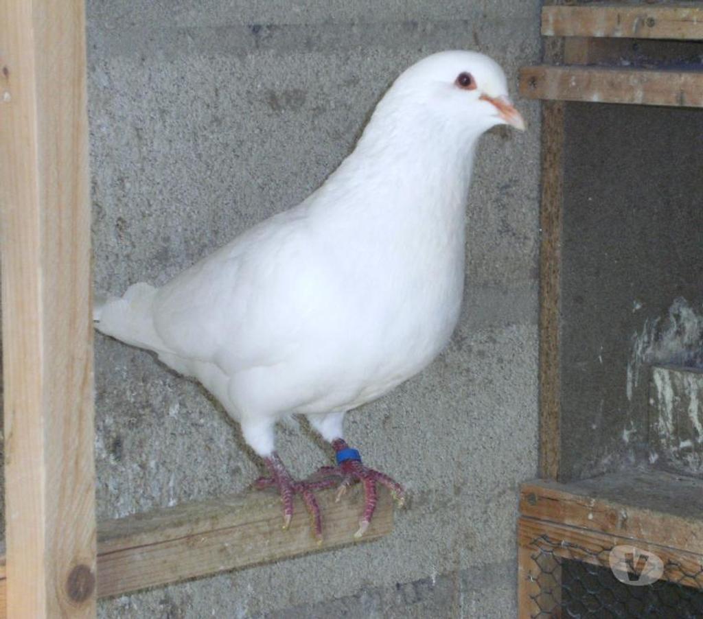 Vente Seine-et-Marne Bagneaux sur Loing - 77167 - Photos Vivastreet Pigeons reproducteurs hubbell blanc