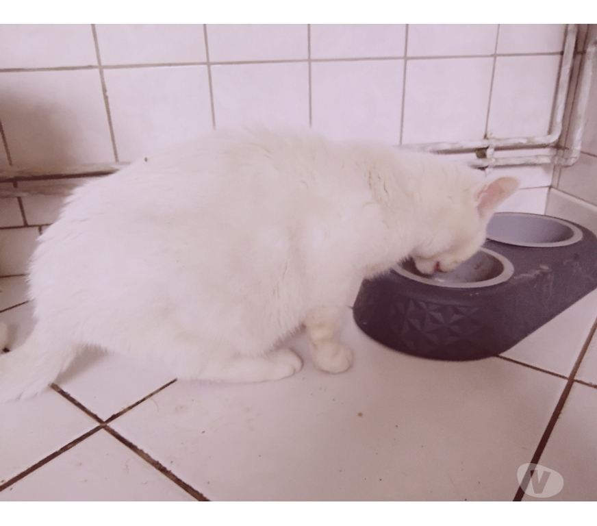 Services, accessoires animaux Pas-de-Calais Avion - 62210 - Photos Vivastreet Pension garde chat chaton