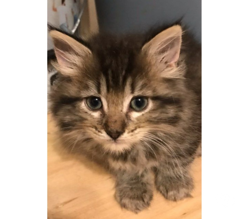 Services, accessoires animaux Pas-de-Calais Avion - 62210 - Photos Vivastreet Pension garde chat chaton