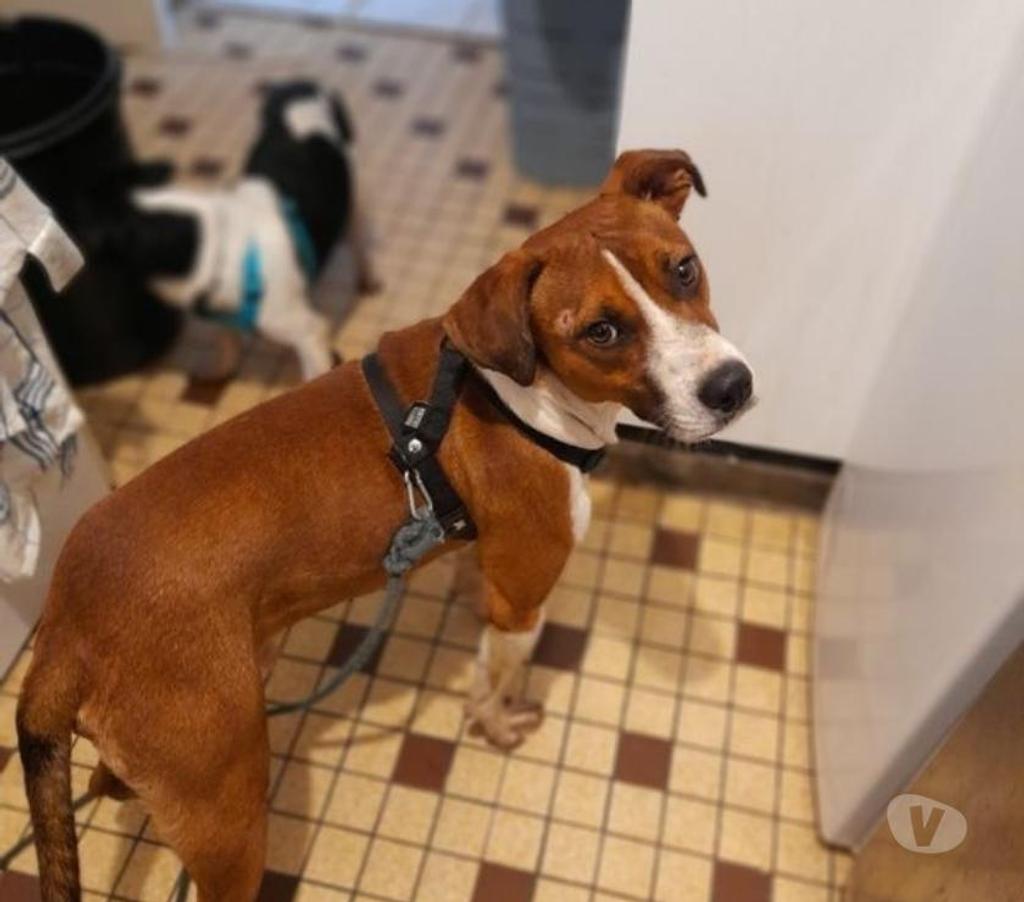 Vente Vendée Bois de Cene - 85710 - Photos Vivastreet Koffee chien Réunion