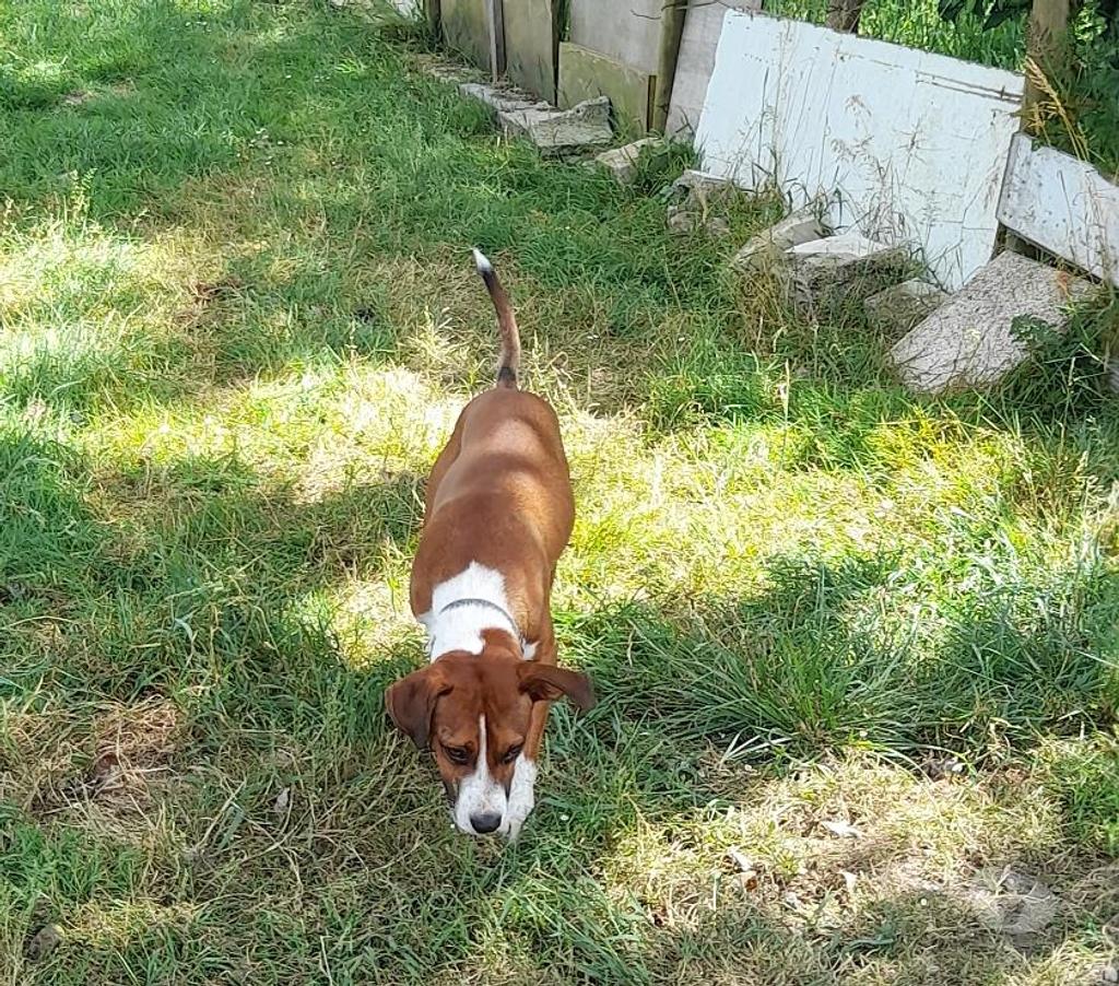 Vente Vendée Bois de Cene - 85710 - Photos Vivastreet Koffee chien Réunion