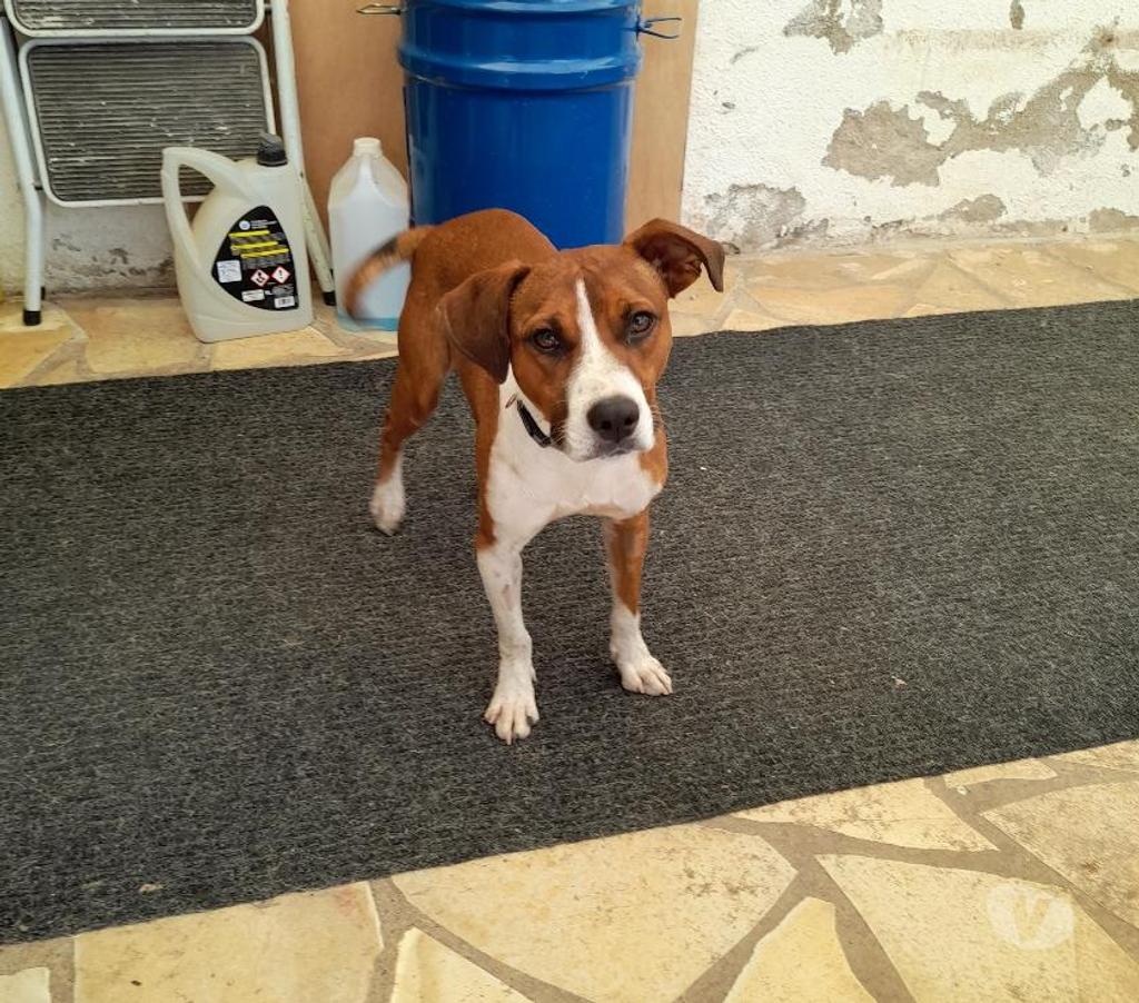 Vente Vendée Bois de Cene - 85710 - Photos Vivastreet Koffee chien Réunion