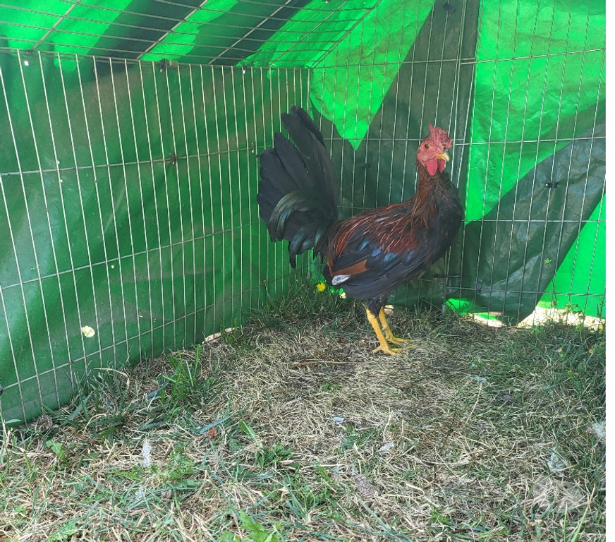 Vente Dordogne Bergerac - 24100 - Photos Vivastreet Coq espagnol colorao