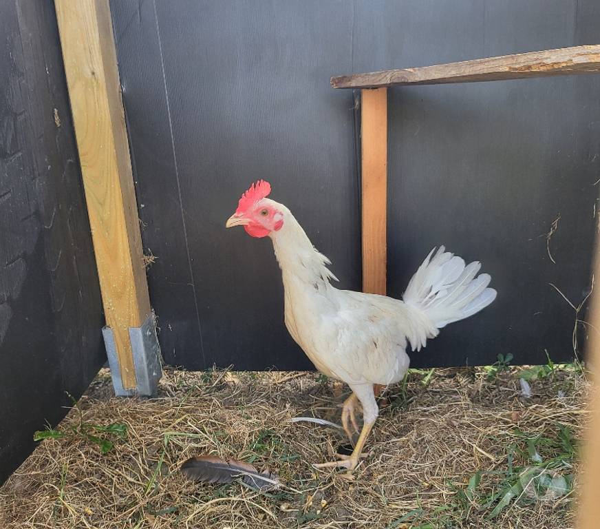 Vente Dordogne Bergerac - 24100 - Photos Vivastreet Coq espagnol colorao