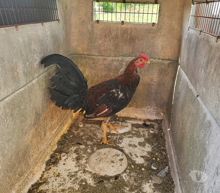 Vente Dordogne Bergerac - 24100 - Photos Vivastreet Coq espagnol colorao