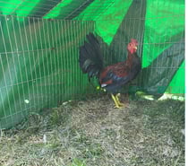 Coq espagnol colorao