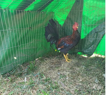 Vente animaux Bergerac Dordogne - Photos Vivastreet Coq espagnol colorao