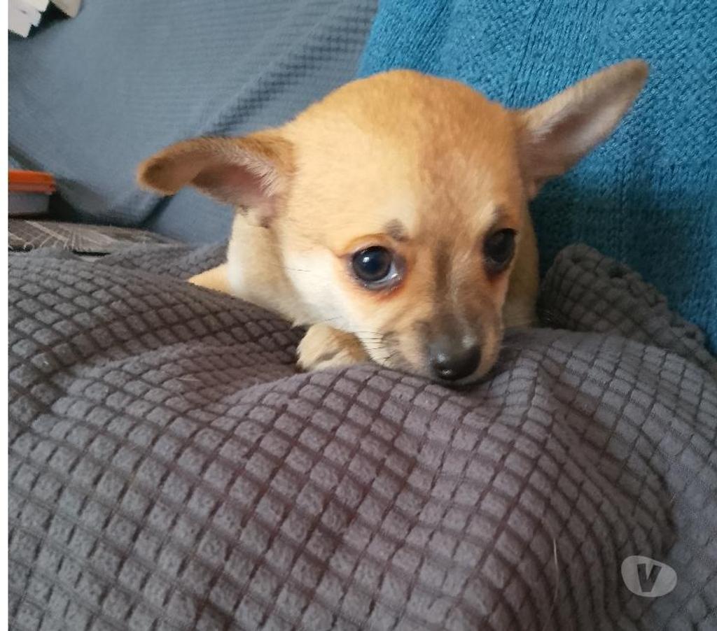 Vente Loiret Manchecourt - 45300 - Photos Vivastreet chihuahua àreserver