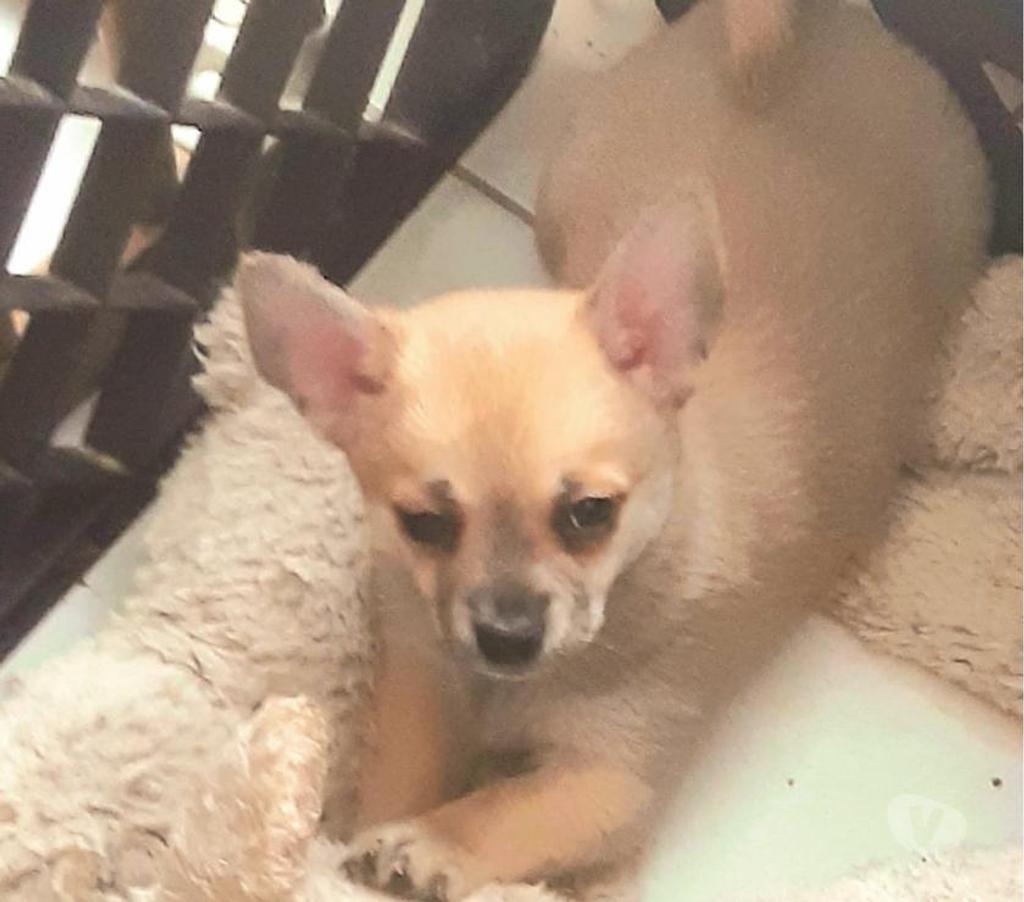 Vente Loiret Manchecourt - 45300 - Photos Vivastreet chihuahua àreserver