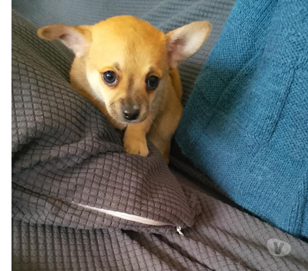 Vente Loiret Manchecourt - 45300 - Photos Vivastreet chihuahua àreserver